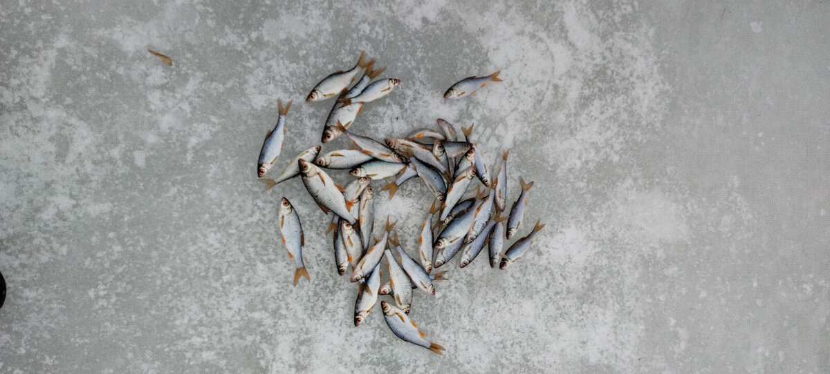 Много небольшой плотвы.