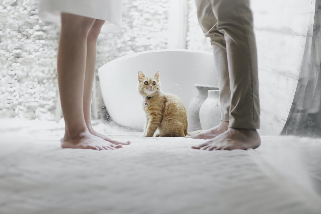 🐾 Идиопатический цистит у кошек: как распознать | Я — Кот! | Дзен