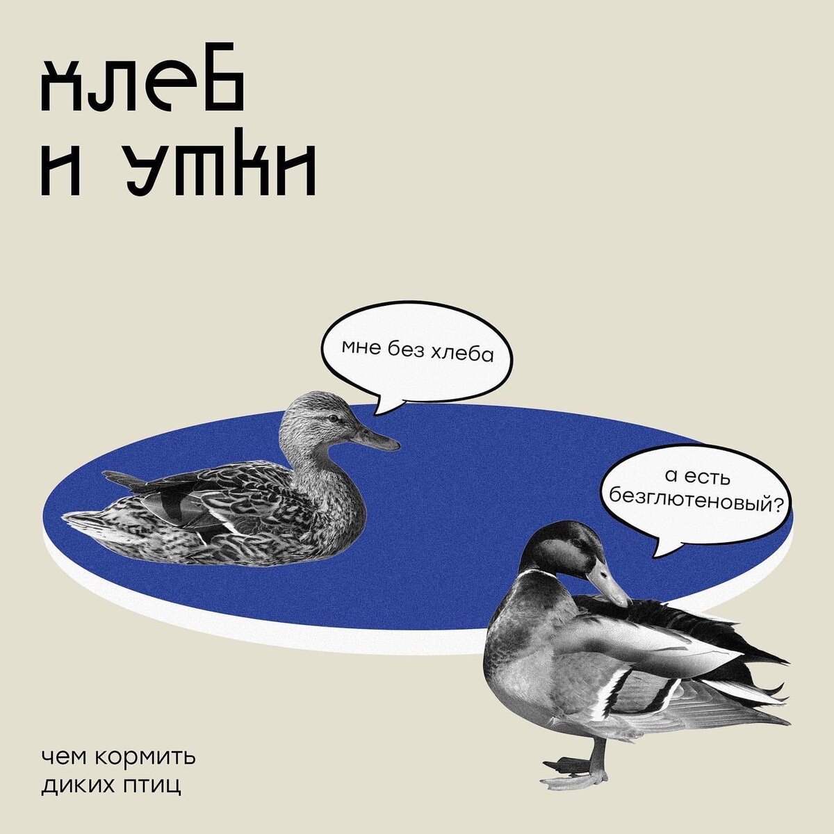 Чем кормить городских водоплавающих птиц в холодное время года? | Институт  развития городов Башкортостана | Дзен