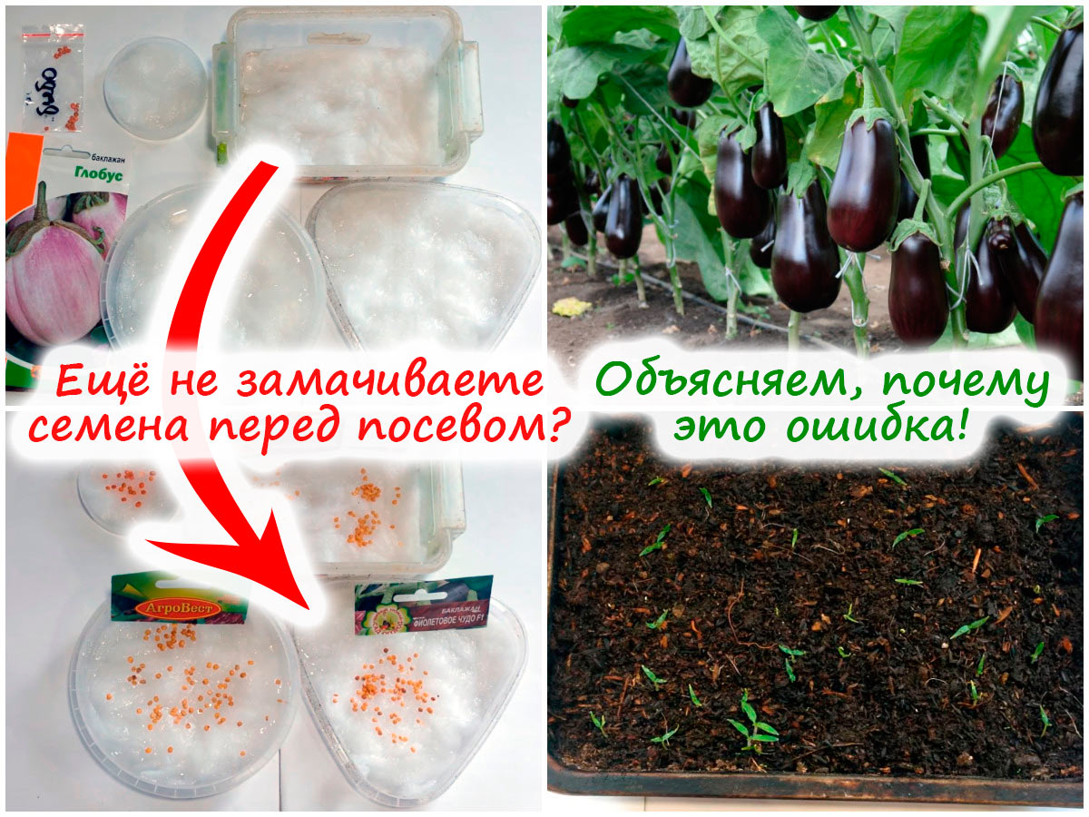 Как проверить всхожесть семян томатов перед посадкой