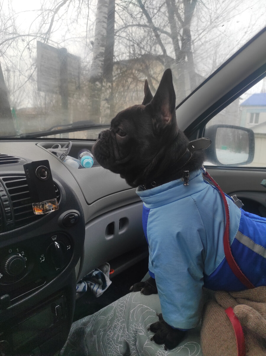 Пёс спокойно сидит в авто, не мешая водителю