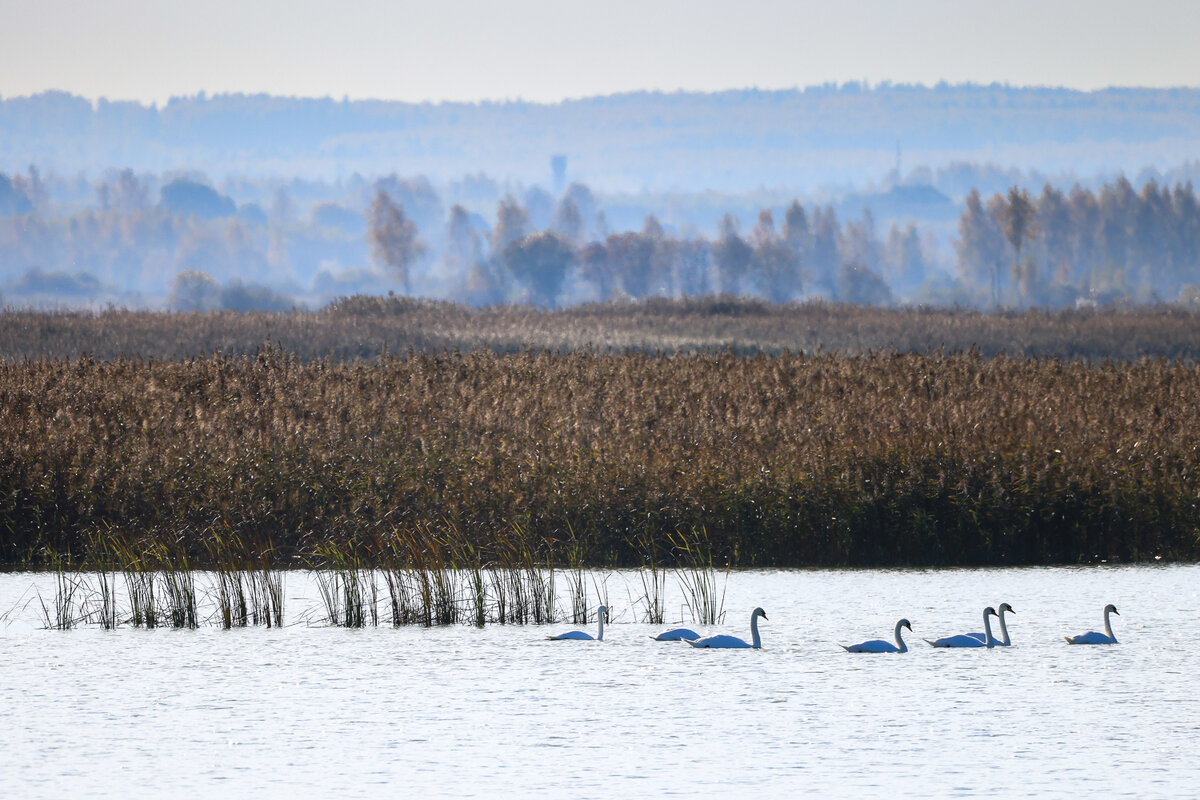 Лебеди-шипуны. Лотошинский рыбхоз