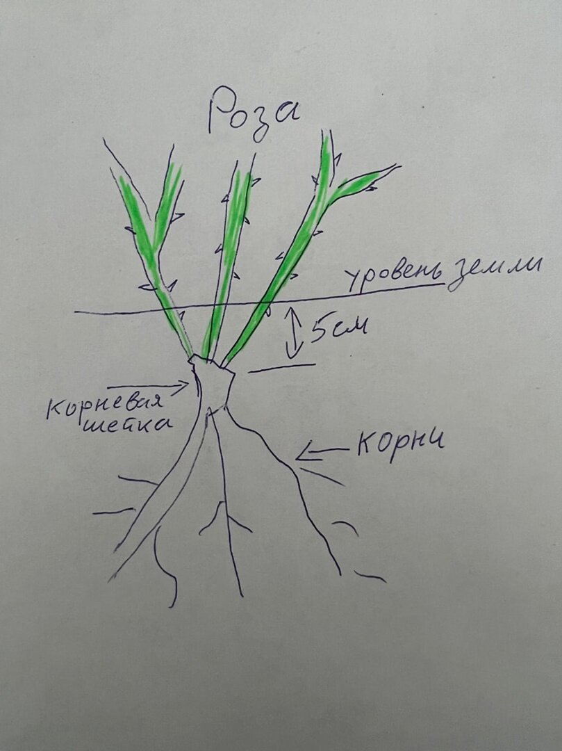 Где прививка у розы фото