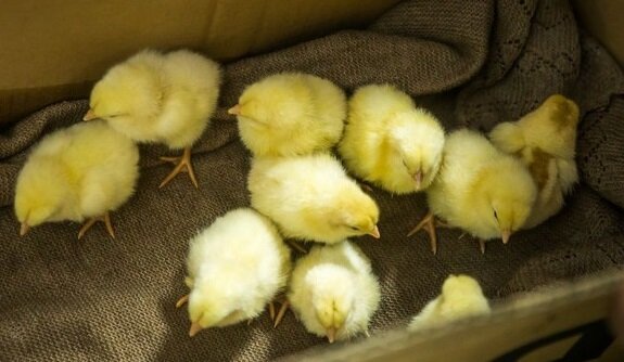 Это суточные цыплята. Живые. Такими, только неживыми, а еще и мороженными, в брикетах, предлагалось кормить Чупу!