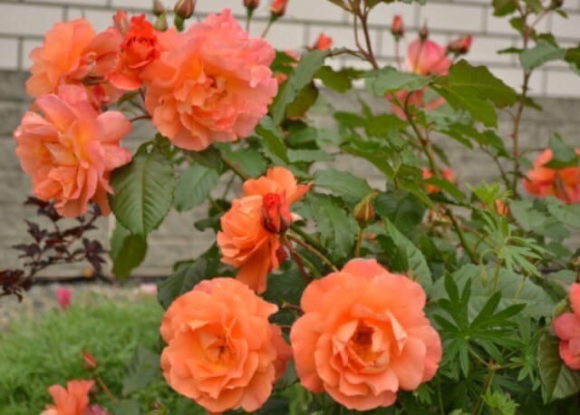 Вестерленд ( высокий шраб , иногда используется как плетистая Роза …) 