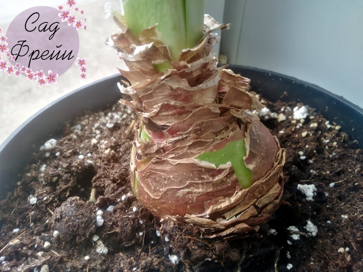 Из-за постоянных сдуваний и надуваний луковица выглядит не слишком презентабельно: чешуйки лопаются. Да и Бог с ними