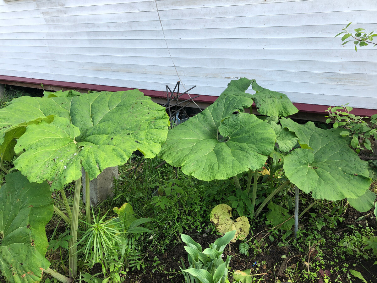 Молодые листья белокопытня в начале июня. Здесь и далее фото автора.