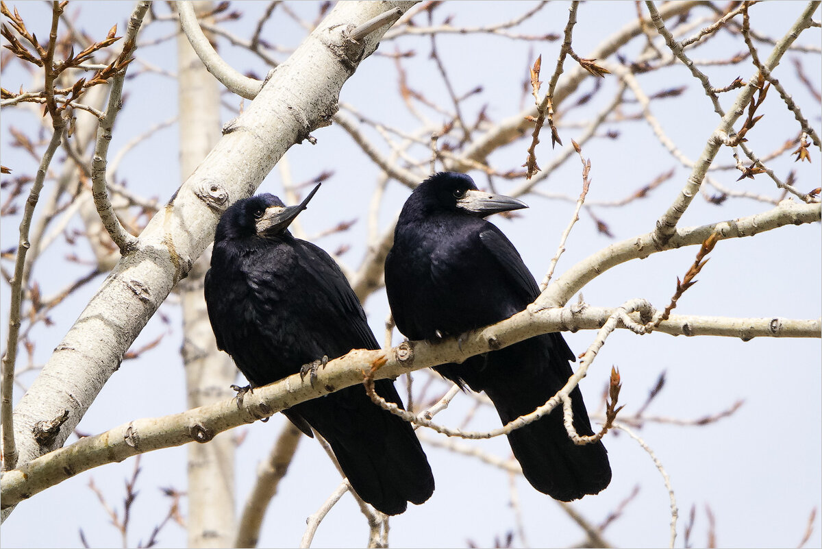 Весна идет, весне дорогу...