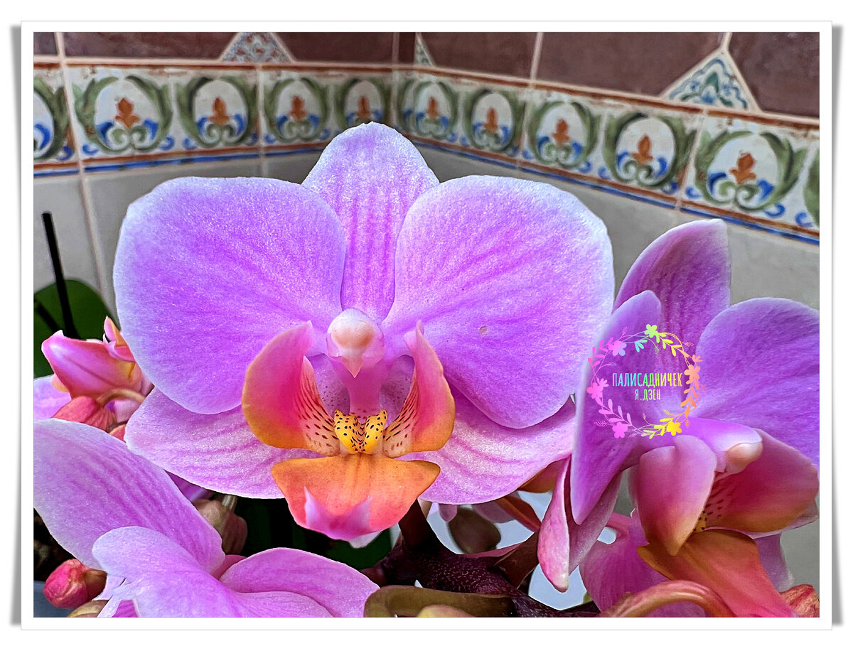 Орхидея грин принцесс фото Орхидея Сакура: фото, описание, уход за фаленопсисами Микки, Льюис дома