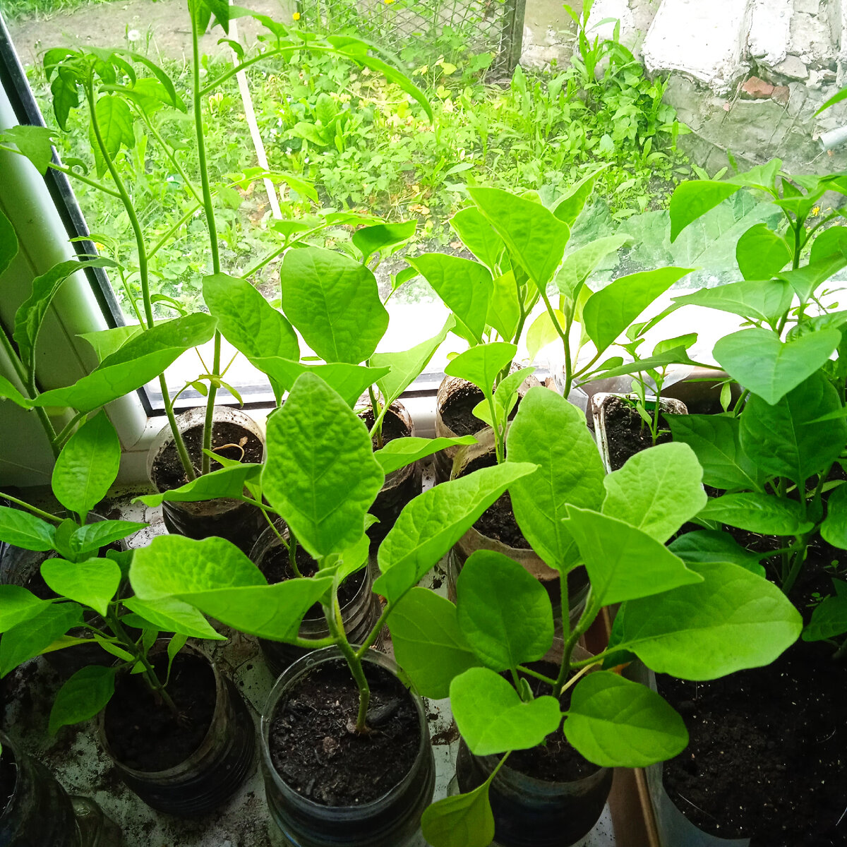 Баклажаны тоже хотят на вольный выпас