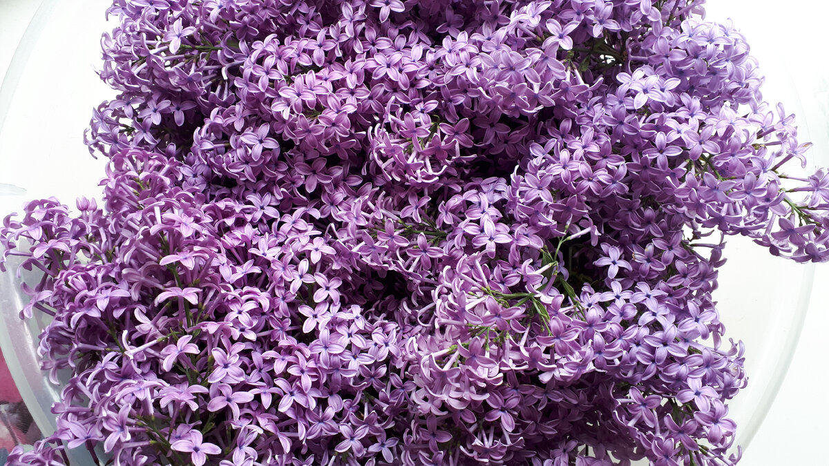 Вот такие веточки нарезала