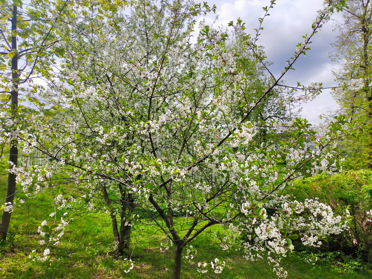 Вишня молодая во дворе 