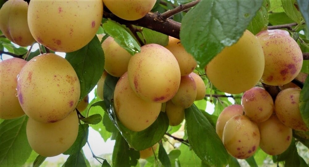 Персик слива абрикос как называется. Алыча шарафуга. Шарафуга плодовое дерево. Гибрид алычи персика и абрикоса.