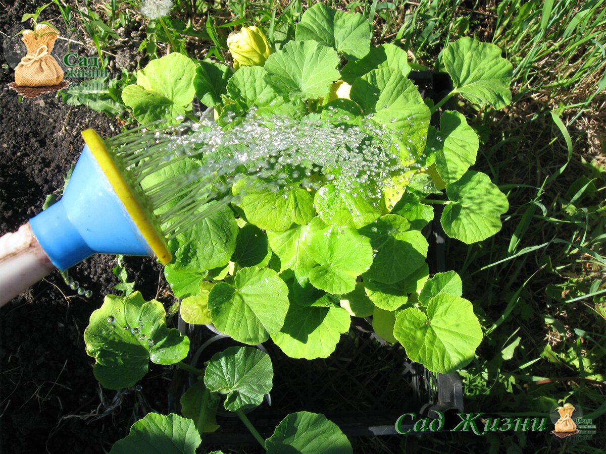 Перед высадкой поливаем рассаду