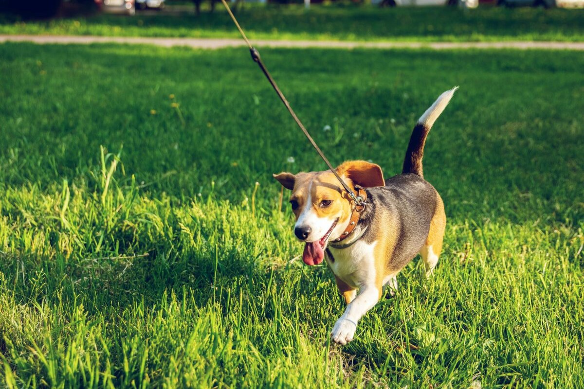 Почему моя собака хромает? | DogCatFan - всё про собак и кошек | Дзен