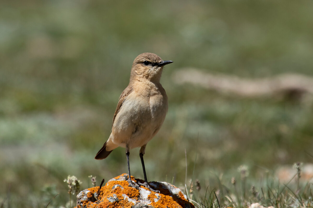 Каменка-плясунья. Фото автора