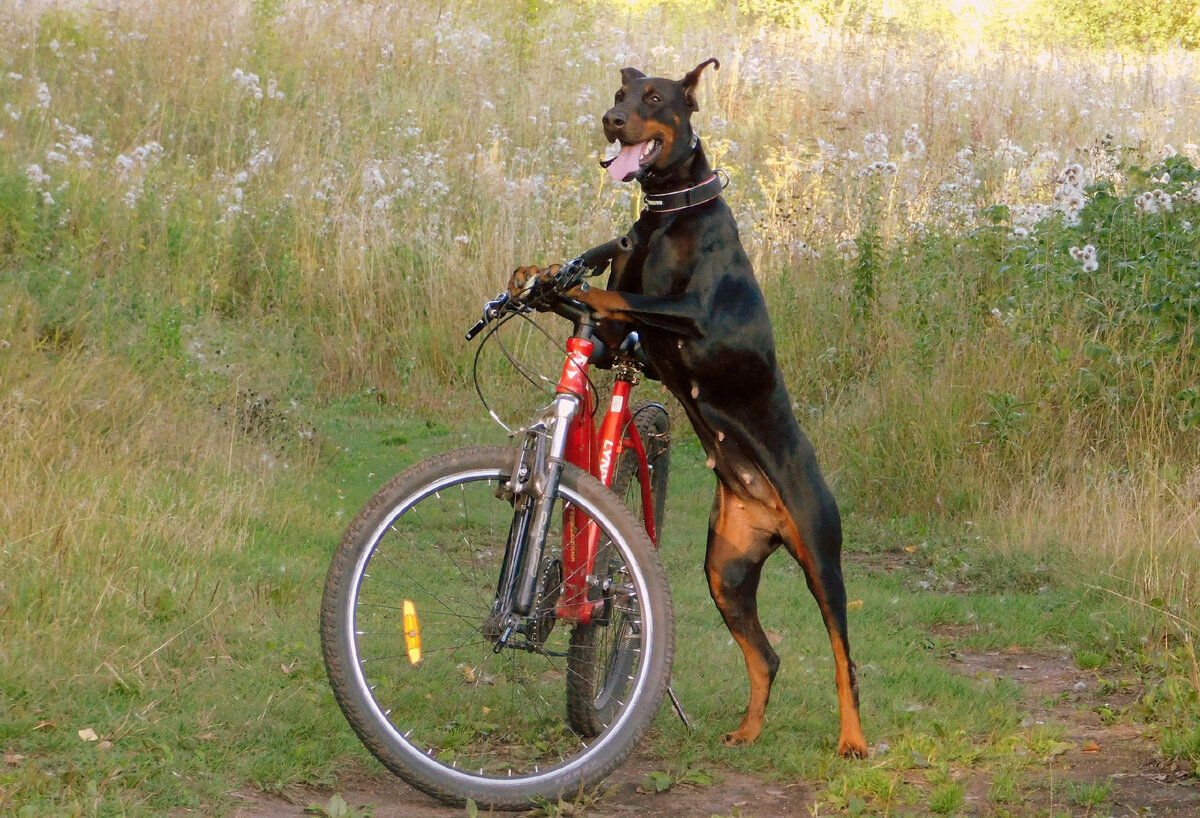 Dobermann MTB