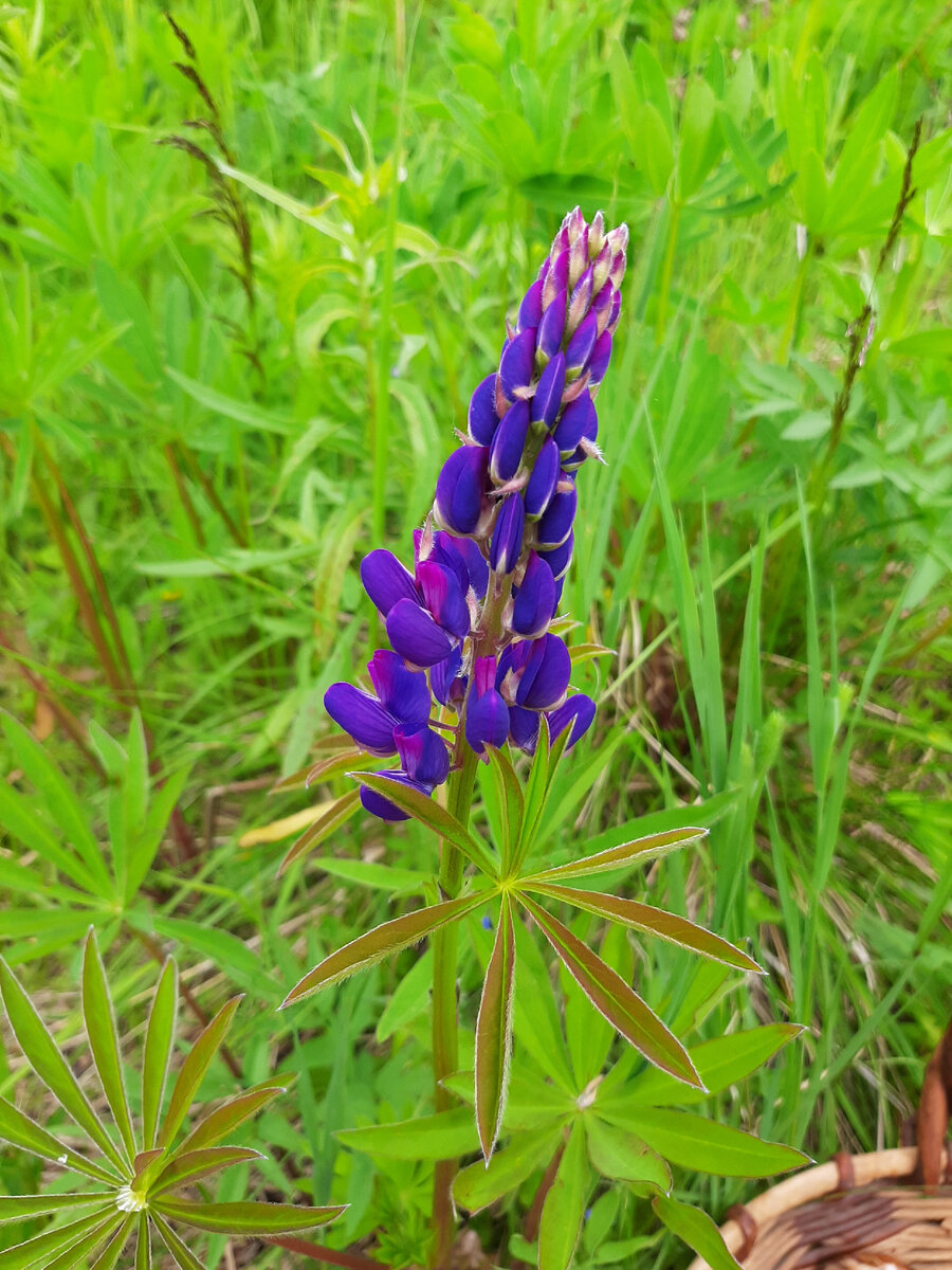 Люпин многолистный, фото автора