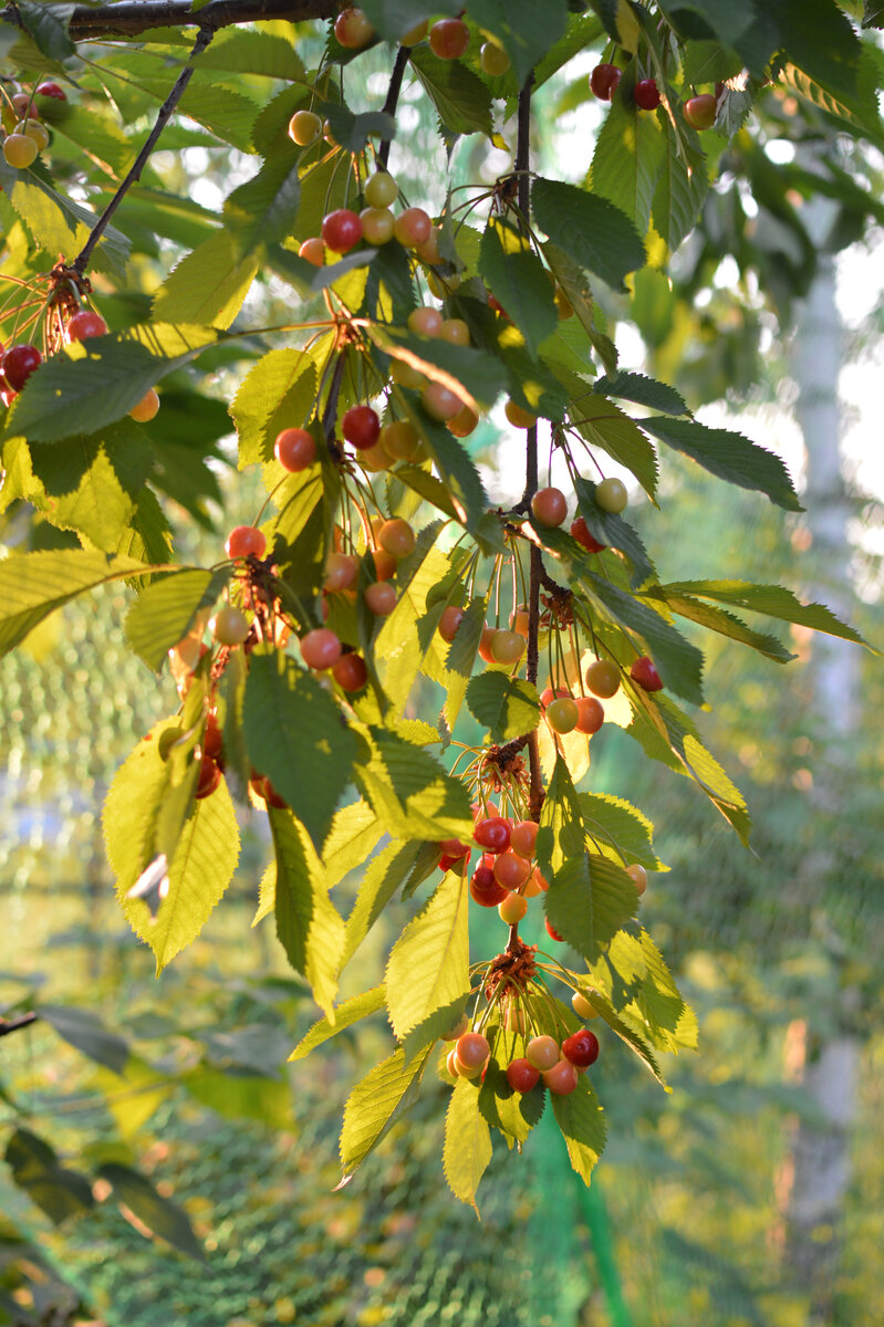 Обсыпанная ягодами ветка