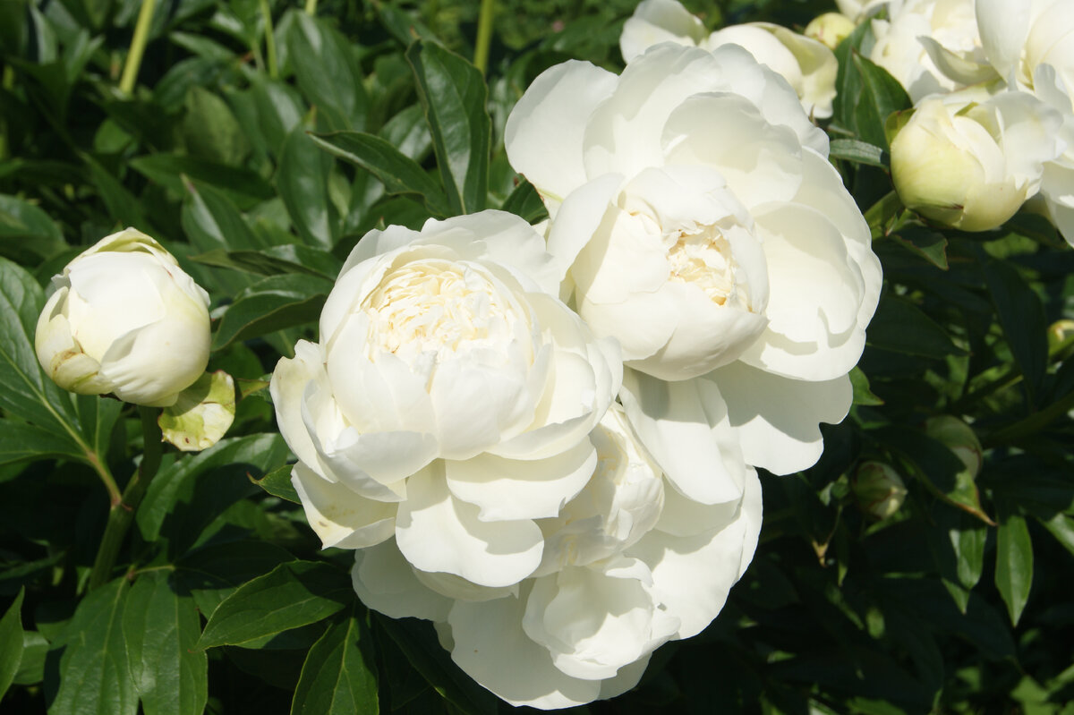 Пионы из ботанического сада МГУ. Фото автора. Июль 2022 года.