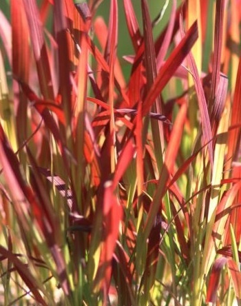 Императа цилиндрическая "Ред барон"