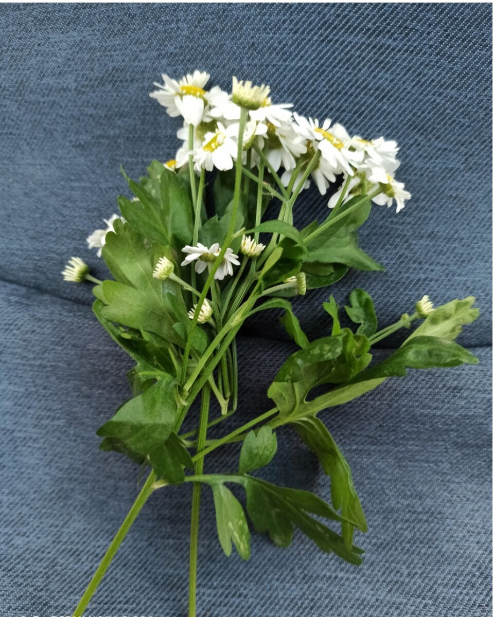 Что для тебя цветы ?