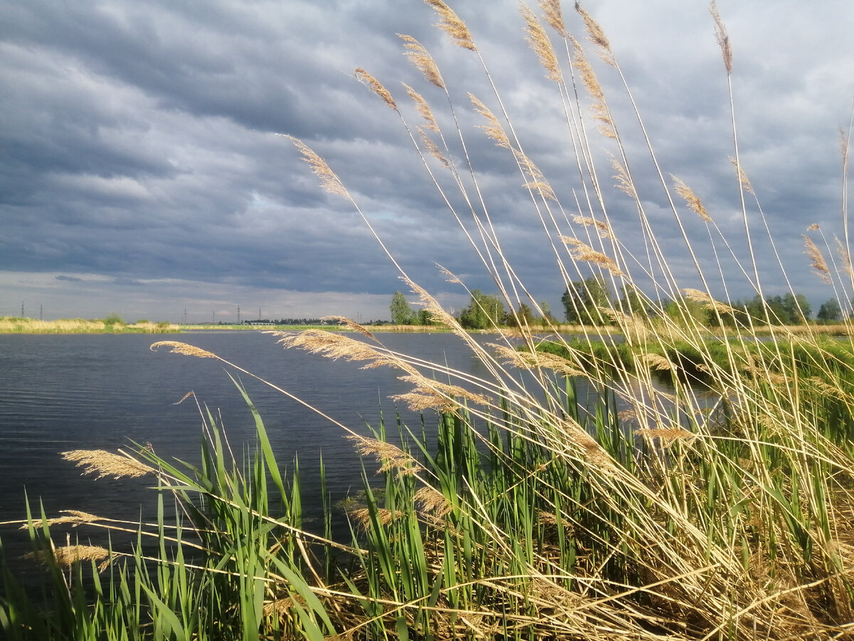 Перед дождём...