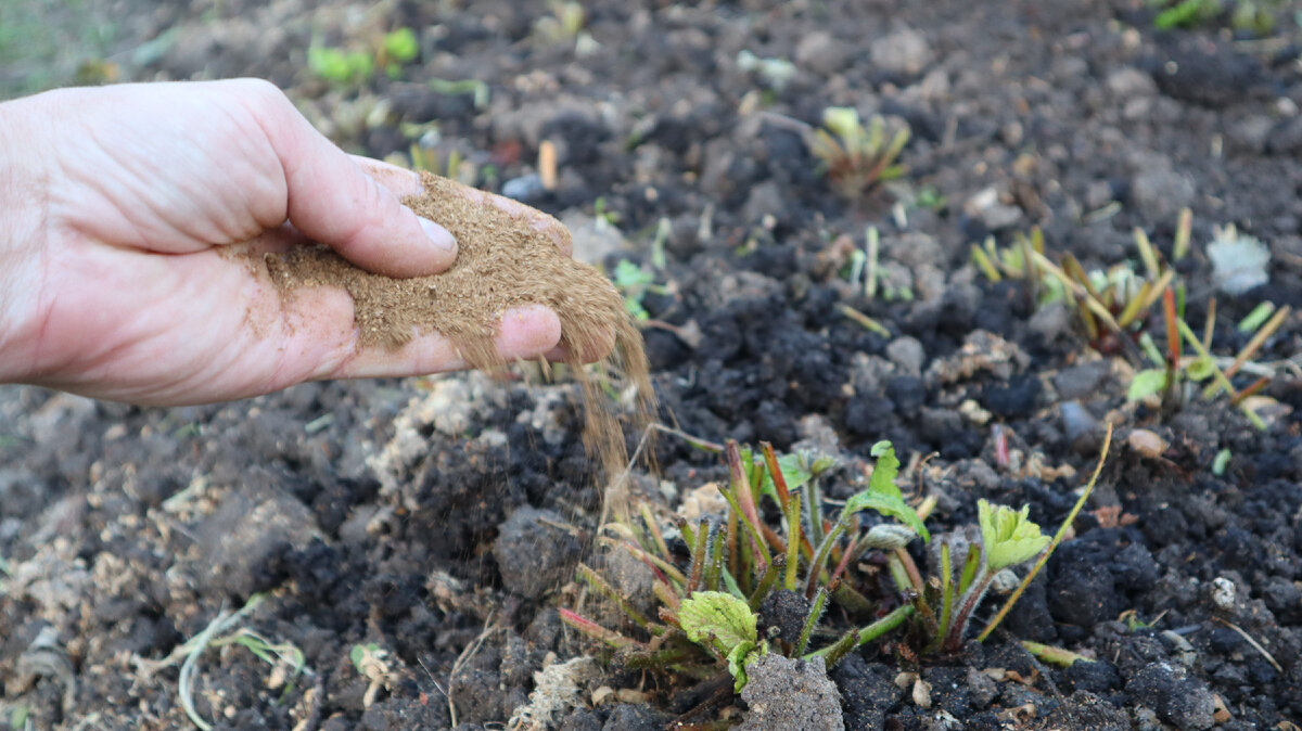 Посыпаю клубнику этой сухой смесью.