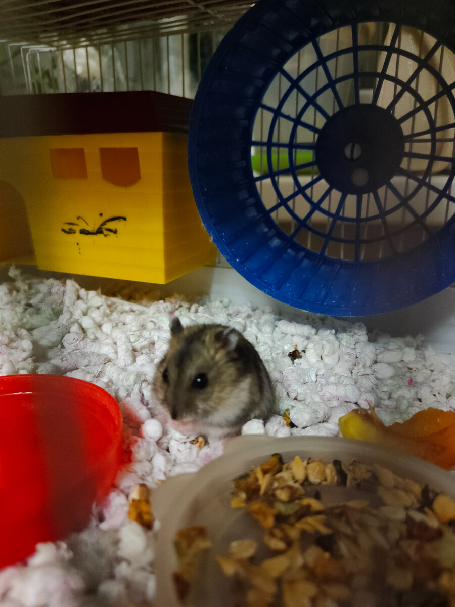 Моти в своём жилье