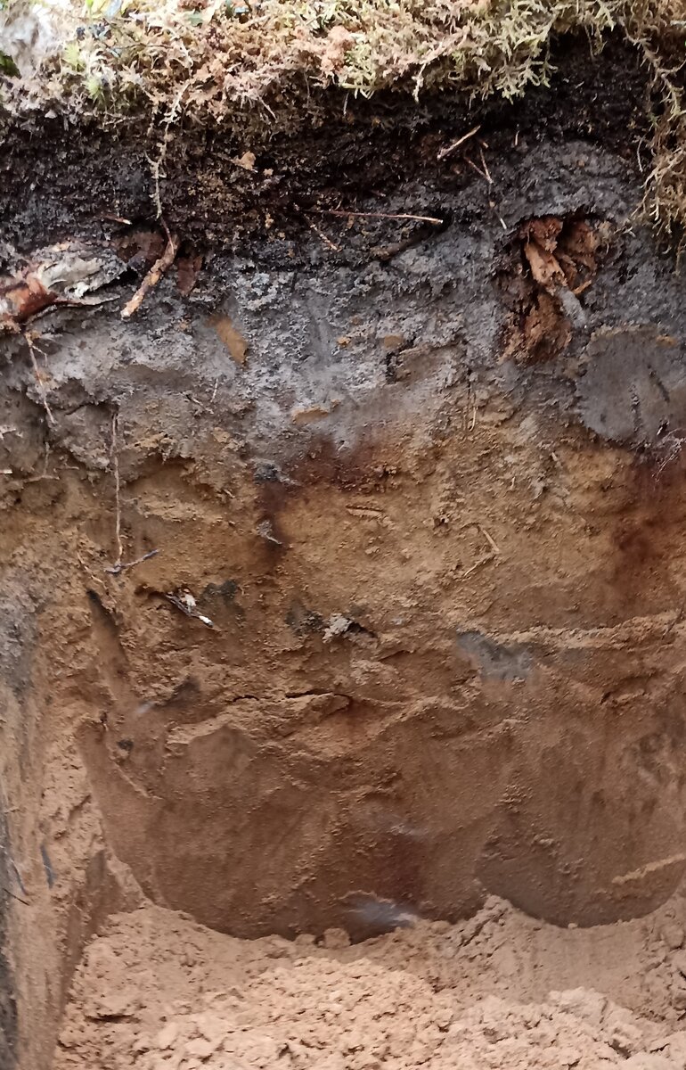 Болотно-подзолистые почвы | Soil Science | Дзен