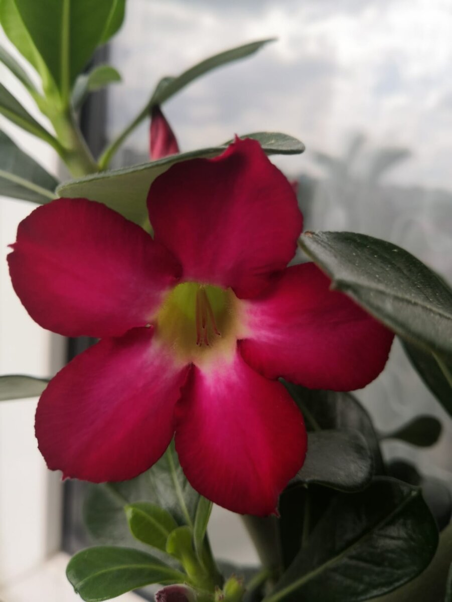 Напоминаю с какими цветами была произведена работа по опылению. Фото из моего личного архива. 