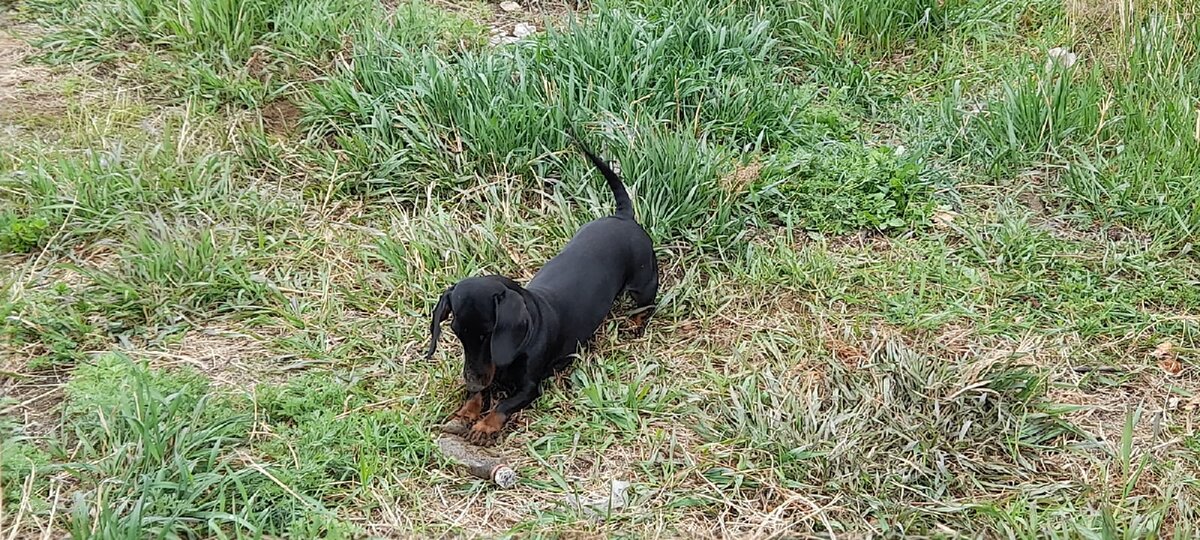 Такса по кличке НЮША. 