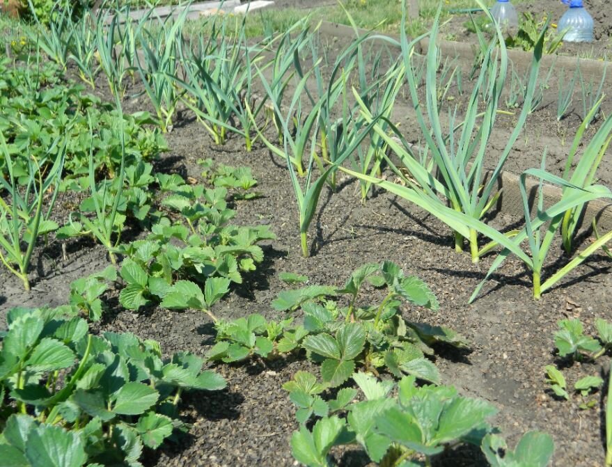 Чеснок растет рядом с клубникой