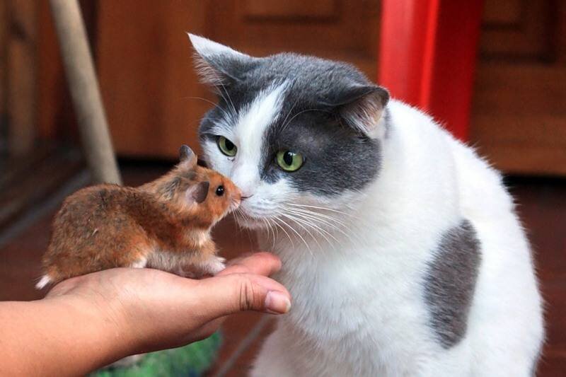Мышка любит кошку. Коты и хомяки. Хомячок и котик. Кошка и хомяк. Дружба кота и хомяка.