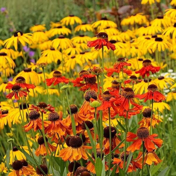 Гелениум + Рудбекия