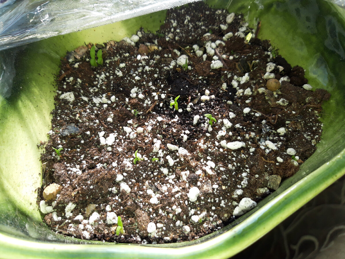 Многие из них как будто засыхают