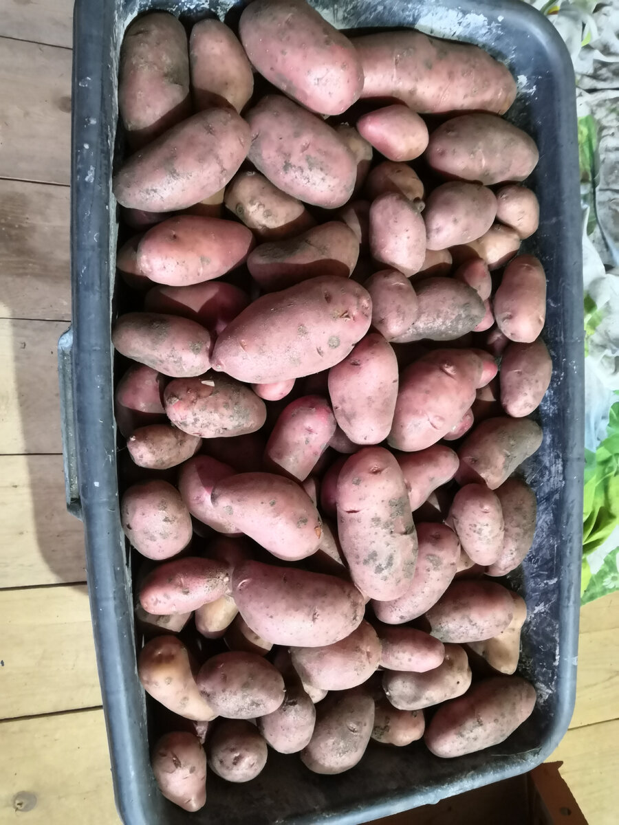 Кроме этого есть еще мешок с картошкой помельче, ее оставим напоследок