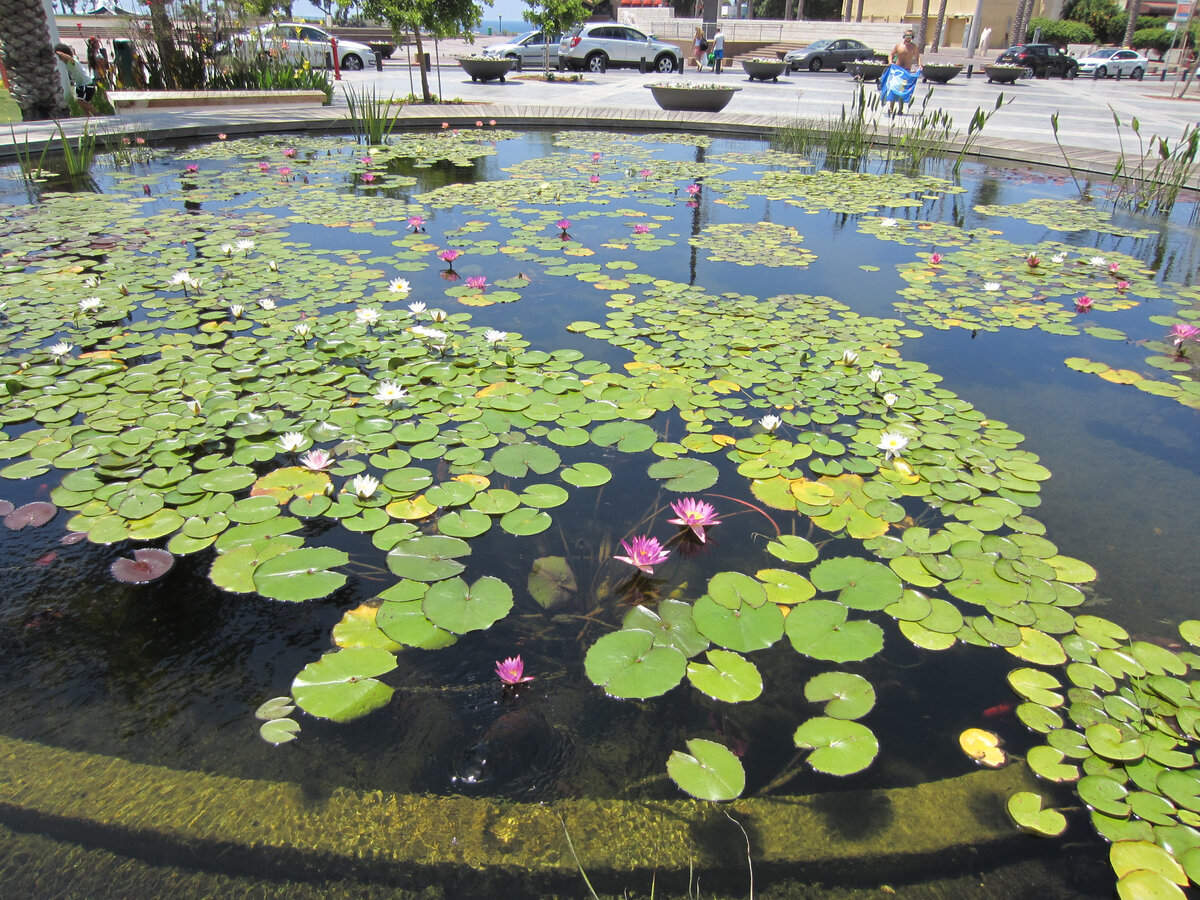 Там и рыбки есть!