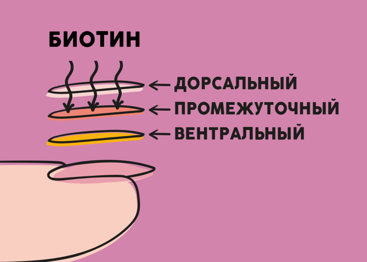 Глядя на картинку, мы понимаем, что каждый слой ногтевой пластины состоит из кератина, который отвечает за твердость и устойчивость ногтей. А витамин B7, при дефиците кератина, может помочь восстановить  внутреннее и внешнее здоровье ногтей. Ведь биотин является источником серы – важного компонента для здоровья ногтей. Сера же в свою очередь участвует в образовании кератина и коллагена – протеинов, незаменимых для укрепления ногтевой пластины.