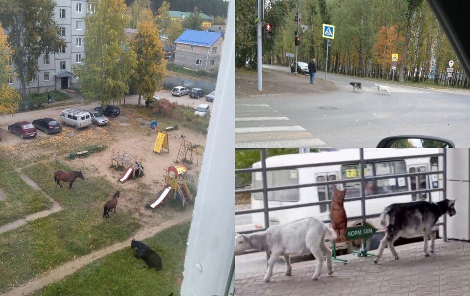     Фото: соцсети