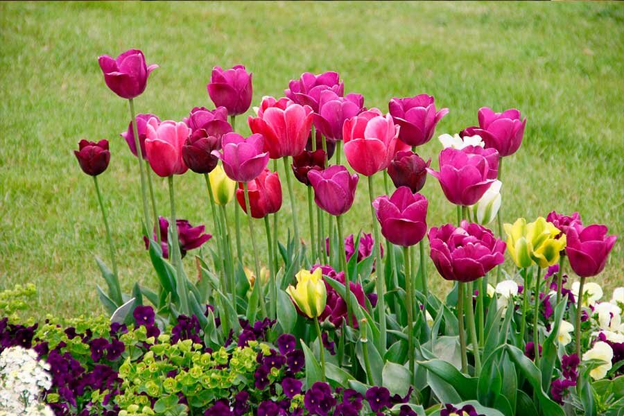 Чтобы весеннее цветение было вовремя, выбирайте правильный срок посадки тюльпанов осенью.