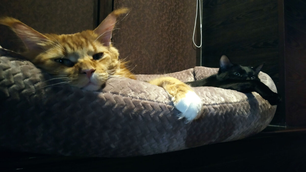 Мейн кун Степа и кот Тихон. 