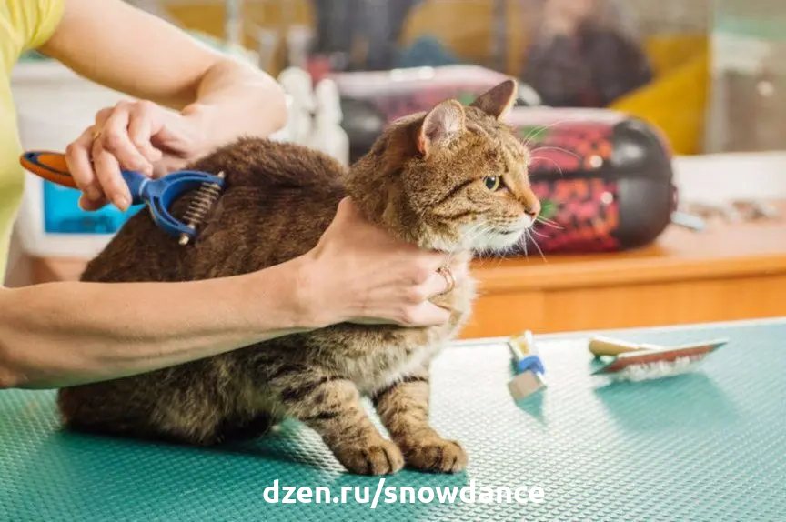 Cat s care. Cat s care. Cat s care. Cat s care. Самостоятельный кот.