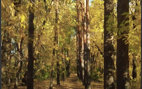    В Оренбурге продолжается работа по расчистке валежника и уборке мусора в лесополосах Марина Шарт