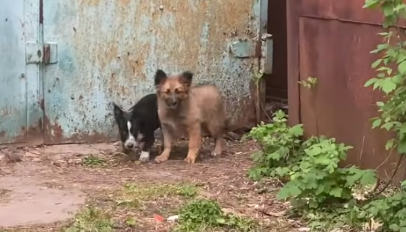 Женек и Тоша до спасения