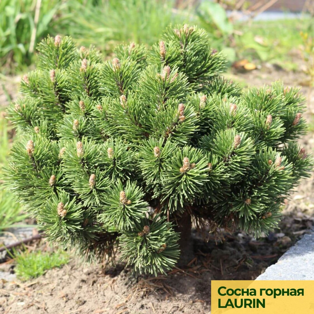 Система сосна. Pinus mugo 'Heideperle'. Сосна Горная Хампи. Сосна Горная унцината. Сосна Горная Муго.