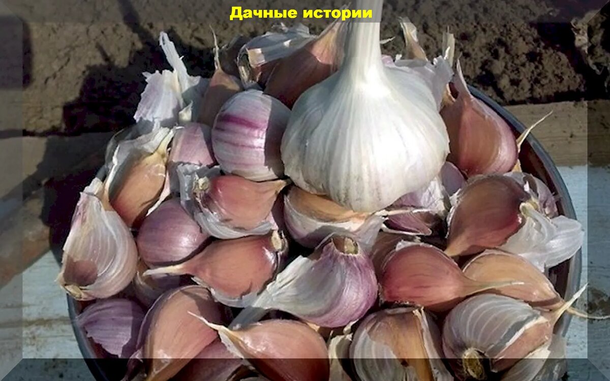 Двенадцать важных правил посадки озимого чеснока: сжато, тезисно, по  пунктам | Дачные истории | Дзен