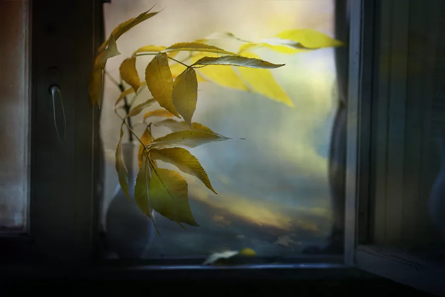 Ночью по листьям стучал беспрерывно. Осень за окном. Листья на окна. Осеннее окно. Ветер стучит в окно.