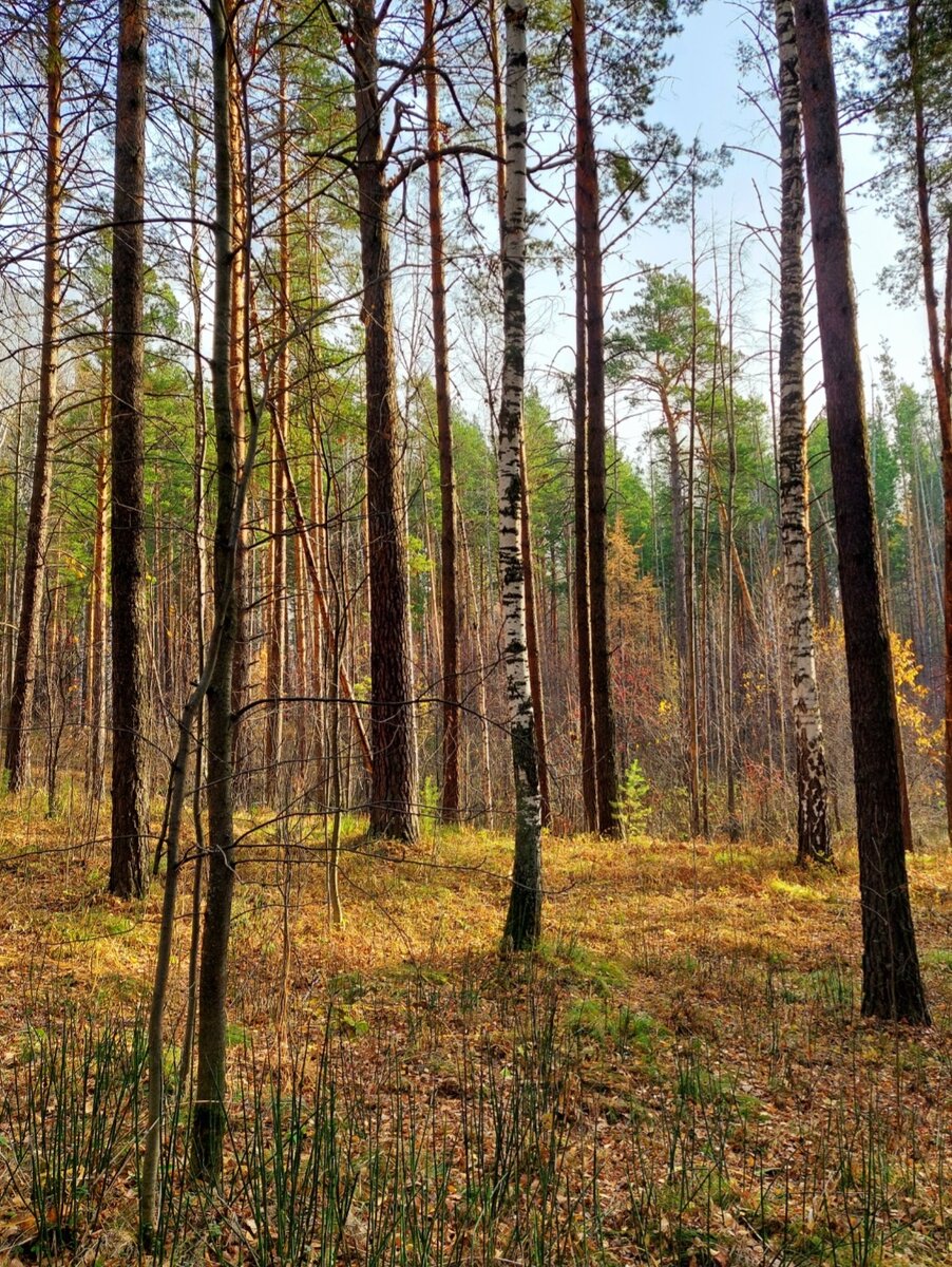 Рыжики настоящие и ложные. Бывают в жизни огорчения... | грибной критик ...