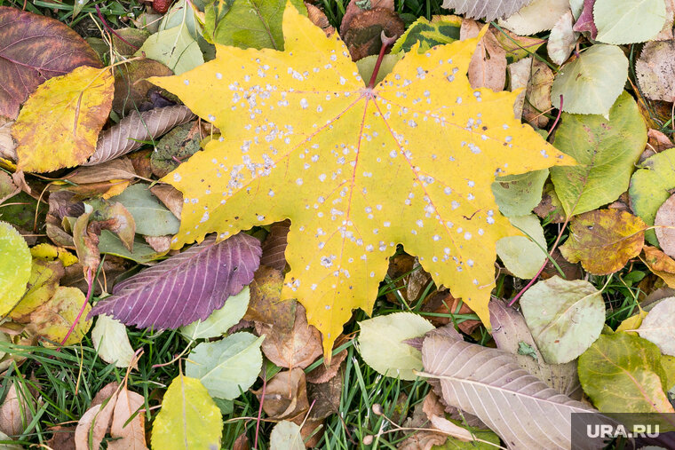    На опавших листьях размножаются грибки, сказала Анастасия Браун